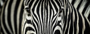 zebra-stripes-explained-flies_48530_600x450.jpg